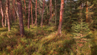 Forest trees grass bushes autumn - lot of trees and grass free wallpaper