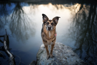 Dog rock water trees reflection - elke vogelsang free wallpaper