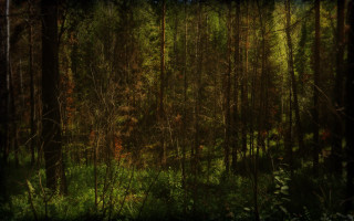 Forest branches grass night nature - lot of trees and grass free wallpaper