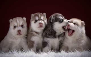 Husky puppies renaissance jigsaw animal - husky free wallpaper for desktop