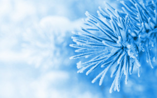 Blue pine branch snow generative - free new year wallpaper for desktop