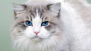 White gray cat blue eyes - its face and head free wallpaper