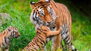 Tiger cub walking grass nature - her cub free wallpaper
