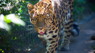 Leopard path fence trees open - a large leopard free wallpaper