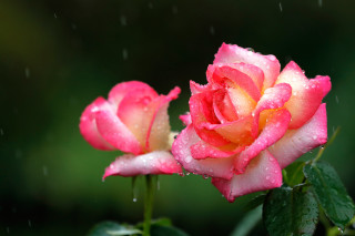 Pink roses water droplets macro 2 - free valentines wallpaper