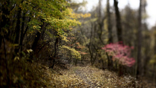 Woodland path shallow depth forest - a path free wallpaper for desktop