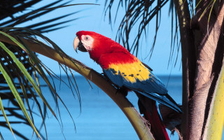 Colorful parrot ocean branch palm - rich vivid color free wallpaper