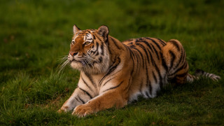 Tiger laying grass looking distance - a tiger free wallpaper for desktop