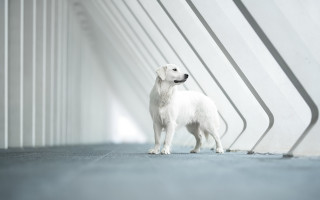 White dog tilt shift shadow - symmetric free wallpaper