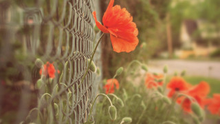 Red flower fence garden house - a house in the background free wallpaper