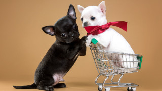 Small dog shopping cart touching - their paw free wallpaper
