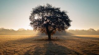 Tree sunshine fog field grass - a field of grass and trees free wallpaper for desktop