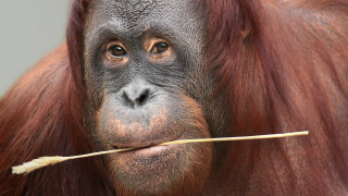 Monkey stick portrait realistic award - a close up of a monkey with free wallpaper