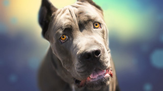 Dog yellow eyes photorealistic animal - yellow eye free wallpaper