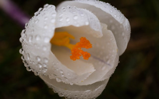 White flower water droplets purple - bracha l. ettinger free wallpaper