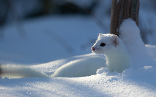 White animal snow tree fence - brian snøddy free wallpaper
