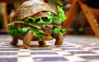 Tortoise shell lettuce tomato turtle - massurrealism free wallpaper