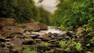 Lush forest stream rocks ferns - nature free wallpaper