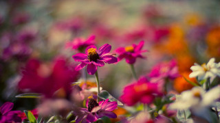 Flower bee macro pink lily - cindy wright free wallpaper