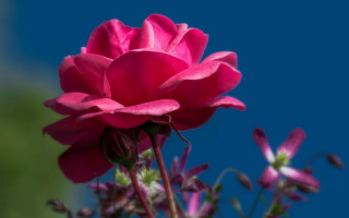 Pink flower blue sky macro 2 - this image free wallpaper