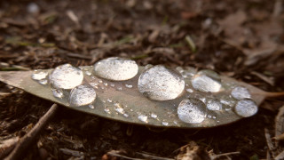 Snowy leaf macro blurry depth - free textures wallpaper