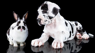 Dog rabbit reflection surrealism blood - reflective free wallpaper