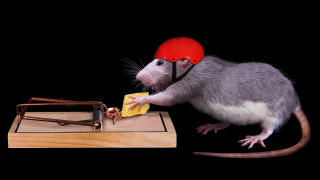 Mouse helmet cheese mousetrap board - a mouse free wallpaper for desktop