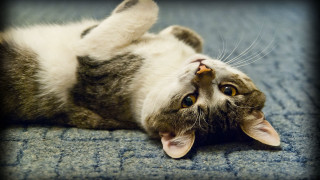 Cat back carpet paws floor - its back free wallpaper for desktop