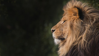 Lion mane serious black background - a long mane free wallpaper