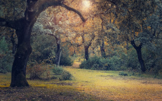 Forest path sunshine autumn starry - free vintage wallpaper