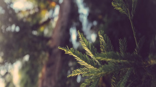 Bamboo tree fireworks night outdoor - a blurry background of trees free wallpaper