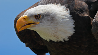 Bald eagle yellow beak white 4 - yellow beak free wallpaper