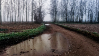 Muddy road puddles trees foggy - a foggy day free wallpaper
