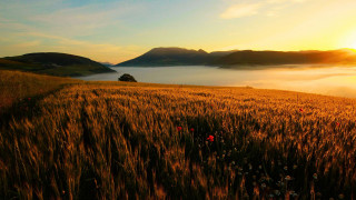 Grass tree foggy sky mountains - a tree in the distance free wallpaper