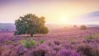 Lavender field sunset tree horizon - free summer wallpaper