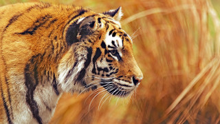 Tiger tallgrass closedeyes realistic wildlife - a tiger free wallpaper for desktop