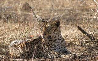 Leopard laying in grass outdoors - a leopard free wallpaper