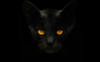 Black cat yellow eyes gothic 5 - yellow eye free wallpaper