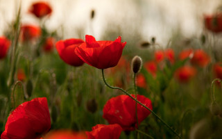 Red flower impressionist blurry tulip - a sky background in the background free wallpaper