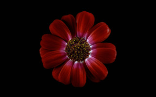 Red flower black background white - a white center free wallpaper