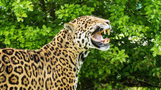 Leopard open mouth sharp claws - tooth wide open free wallpaper
