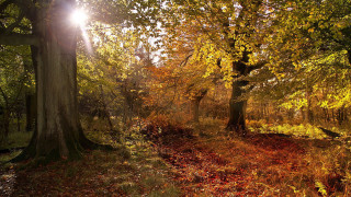 Sunbeam forest leaves path autumn - leaf and grass free wallpaper