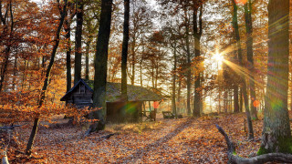 Cabin woods sunshine autumn leaves - the ground and the ground free wallpaper
