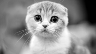Black white sad kitten big - sad free wallpaper