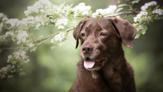 Dog tree whiteflowers green nature - animal free wallpaper for desktop
