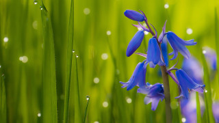 Blue flower grass dewdrops green - dew free wallpaper