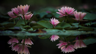 Pink flowers water lilies macro - water lily free wallpaper
