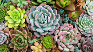 Succulents flower bouquet plant puzzle - a pile together free wallpaper