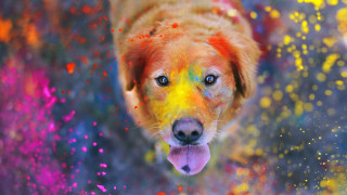 Colorful dog yellow nose fire - colour free wallpaper