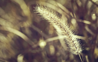 Plant macro blurry background night - a close up of a plant free wallpaper